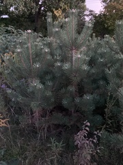 Pinus nigra