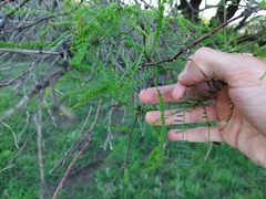 Prosopis