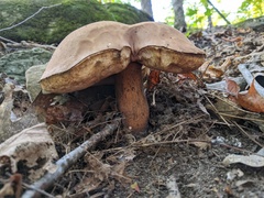 Tylopilus