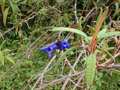 Salvia corrugata