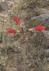 Zephyranthes phycelloides