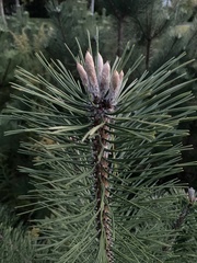 Pinus nigra
