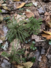 Dendrolycopodium dendroideum