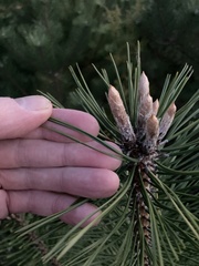 Pinus nigra