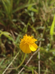 Tridax balbisioides