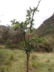 Brugmansia sanguinea