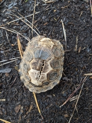 Malaclemys terrapin