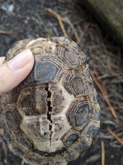 Malaclemys terrapin