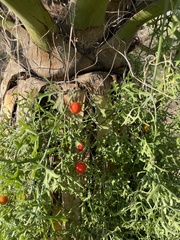 Ibervillea tenuisecta