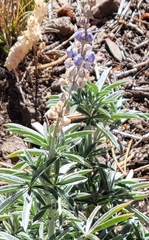 Lupinus arbustus