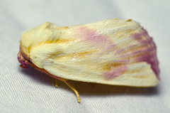 Thurberiphaga diffusa