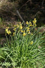 Narcissus jonquilla