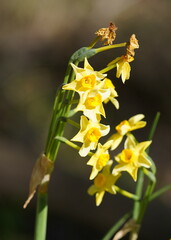 Narcissus jonquilla