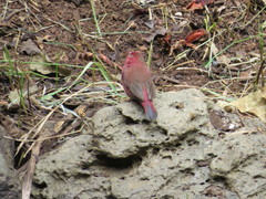 Lagonosticta senegala