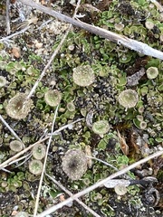 Cladonia chlorophaea