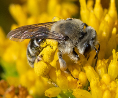 Andrena isocomae