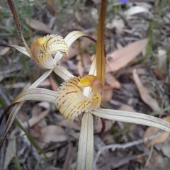 Caladenia xantha