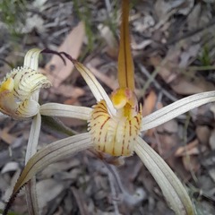 Caladenia xantha