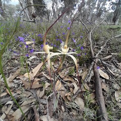 Caladenia xantha