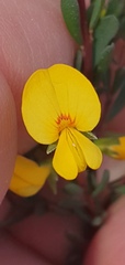 Pultenaea euchila
