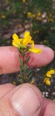 Pultenaea euchila