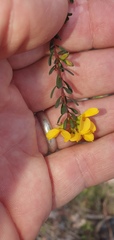 Pultenaea euchila
