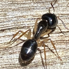 Camponotus