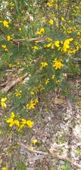 Pultenaea euchila
