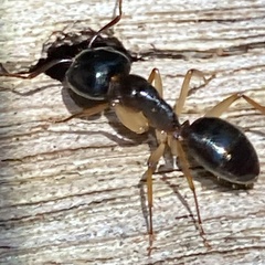 Camponotus