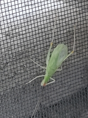 Oecanthus