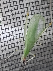 Oecanthus