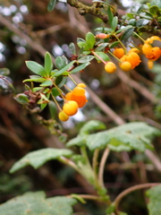 Berberis lutea
