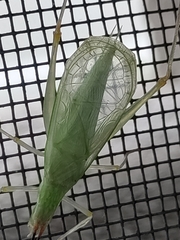 Oecanthus
