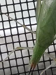 Oecanthus