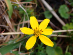 Bidens triplinervia