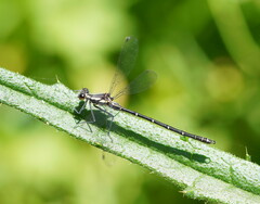 Austroargiolestes calcaris