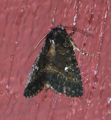 Condica albigera