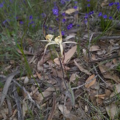 Caladenia xantha
