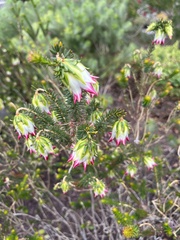 Darwinia