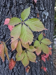 Parthenocissus quinquefolia