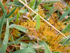Teloschistes flavicans