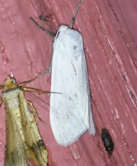 Phaegopterina