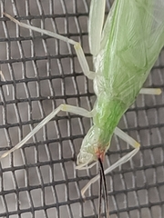 Oecanthus