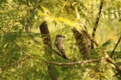 Myiarchus cinerascens