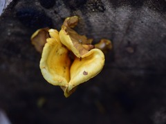 Tapinella panuoides