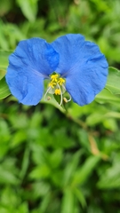 Commelina erecta