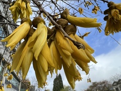 Sophora