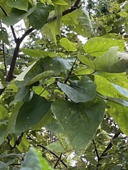 Catalpa speciosa