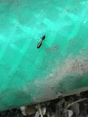 Tenuirostritermes