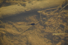 Anaxyrus boreas